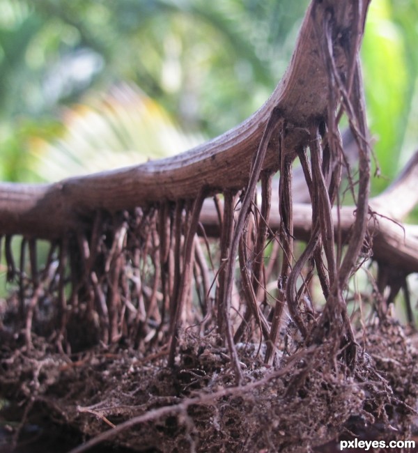 weird roots